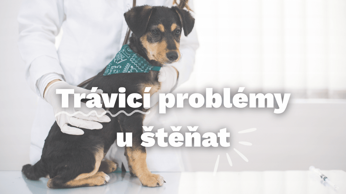 Trávicí potíže u štěněte